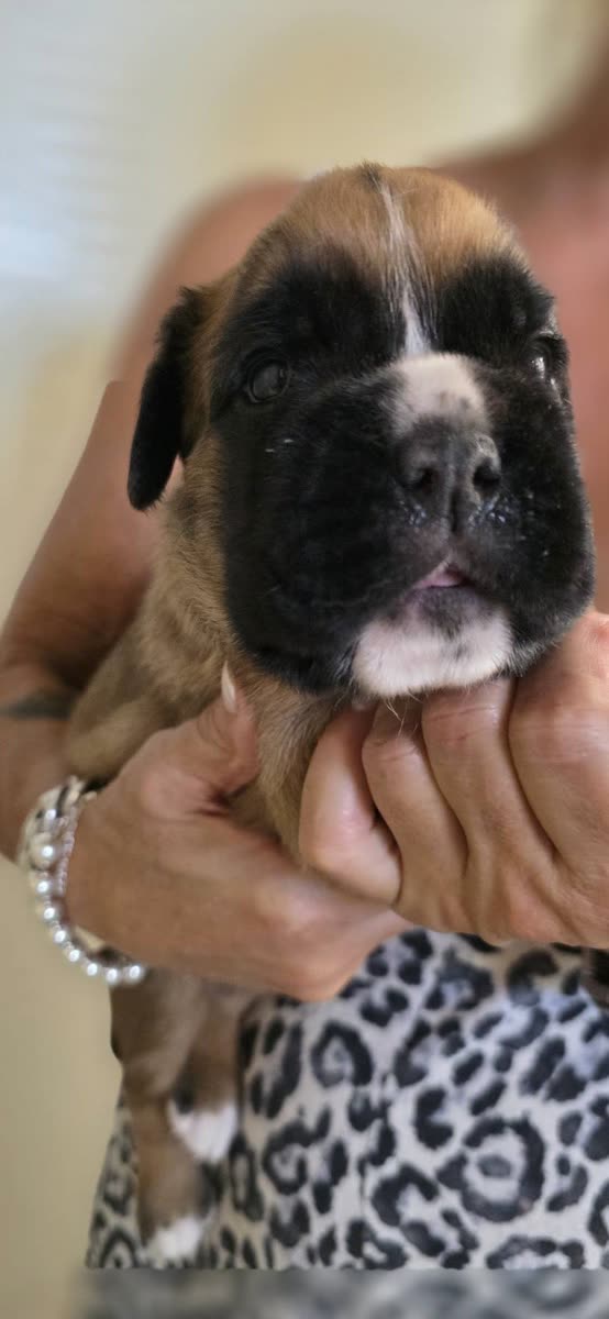 Achille and Fiona di Casa Bartolini