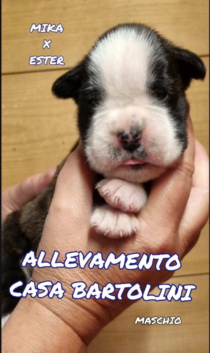 Mika × Ester puppies