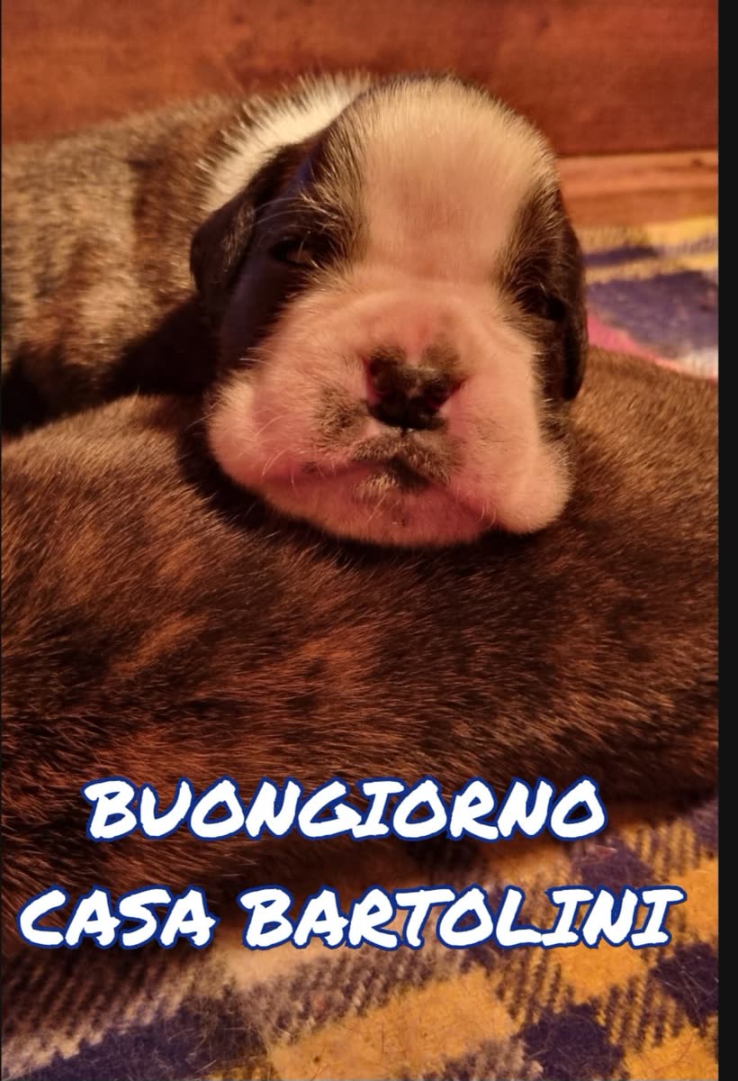 Mika × Ester puppies