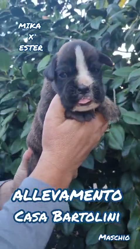 Mika × Ester puppies