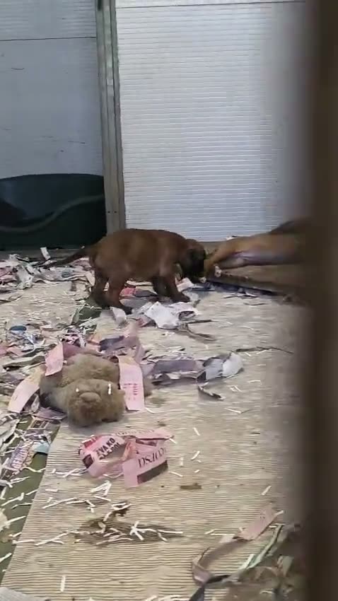 Mika × Ester puppies