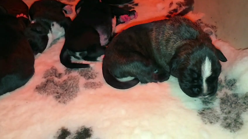 Nera & Mika puppies