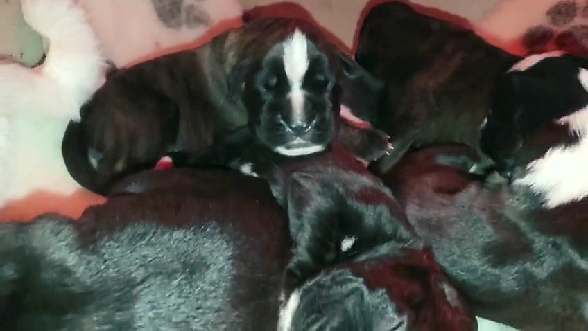 Nera & Mika puppies