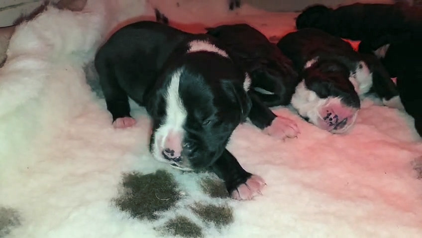 Nera & Mika puppies