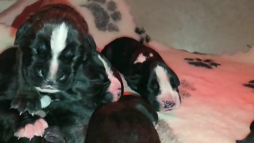 Nera & Mika puppies