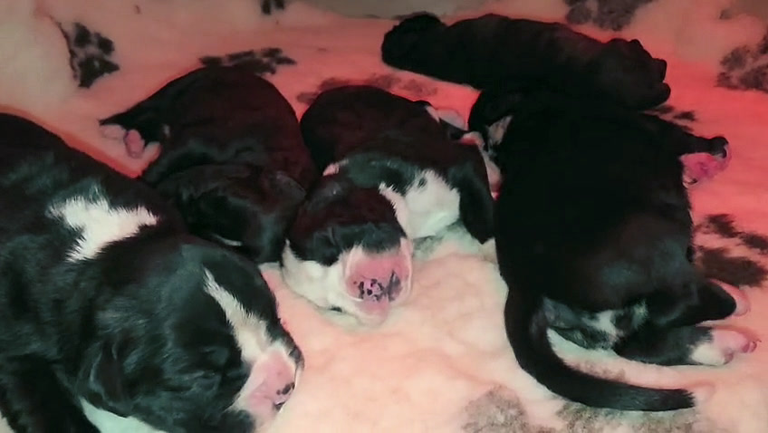 Nera & Mika puppies