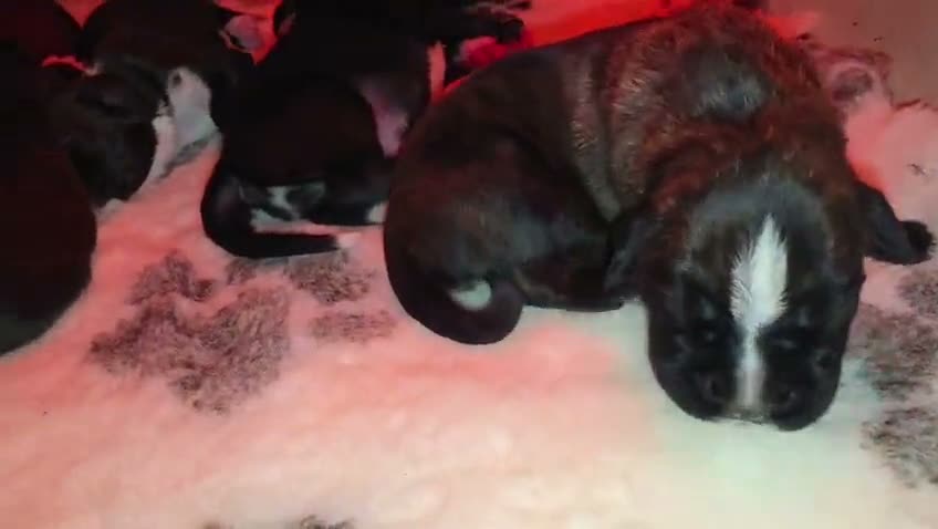 Nera & Mika puppies, newborn