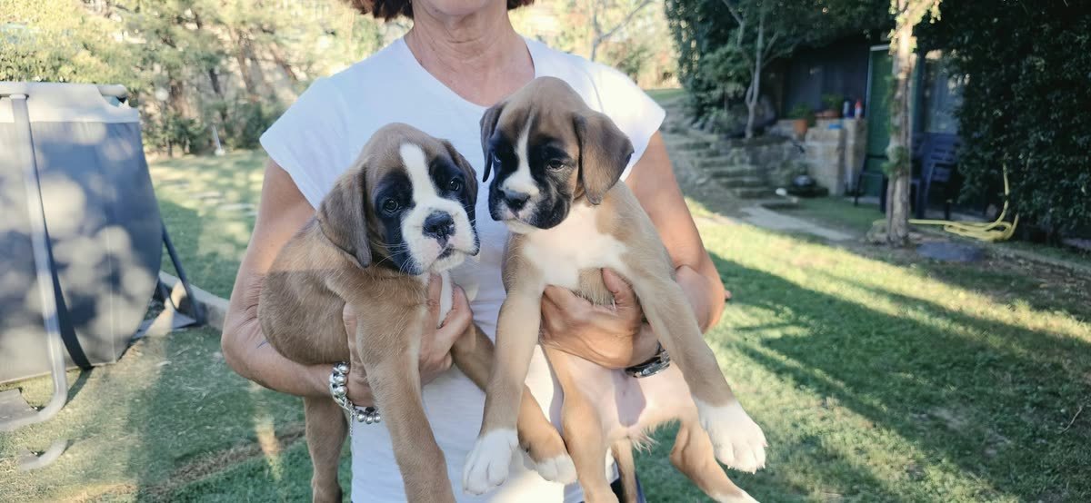 Paloma × Hamas puppies