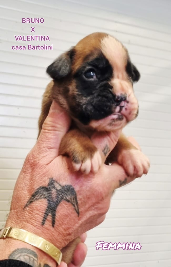 Valentina & Bruno puppies