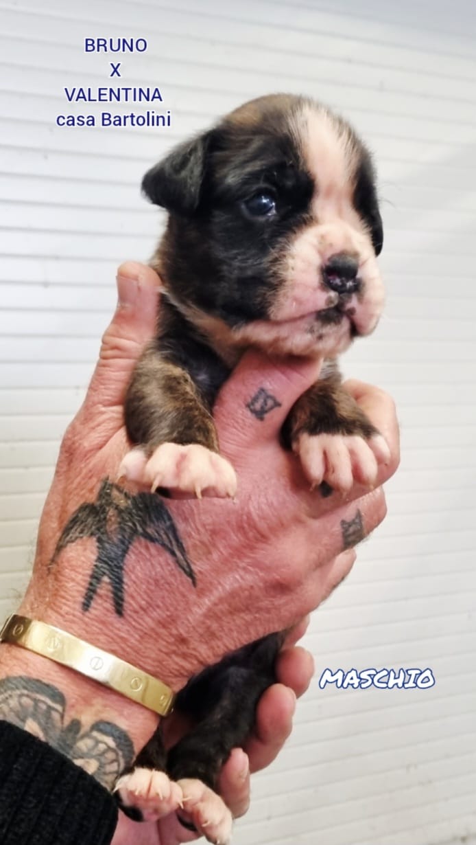 Valentina & Bruno puppies