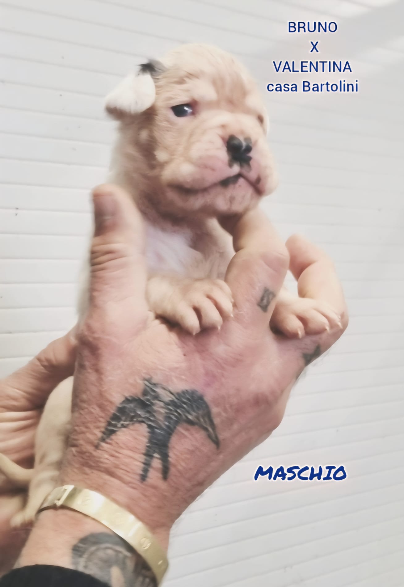 Valentina & Bruno puppies