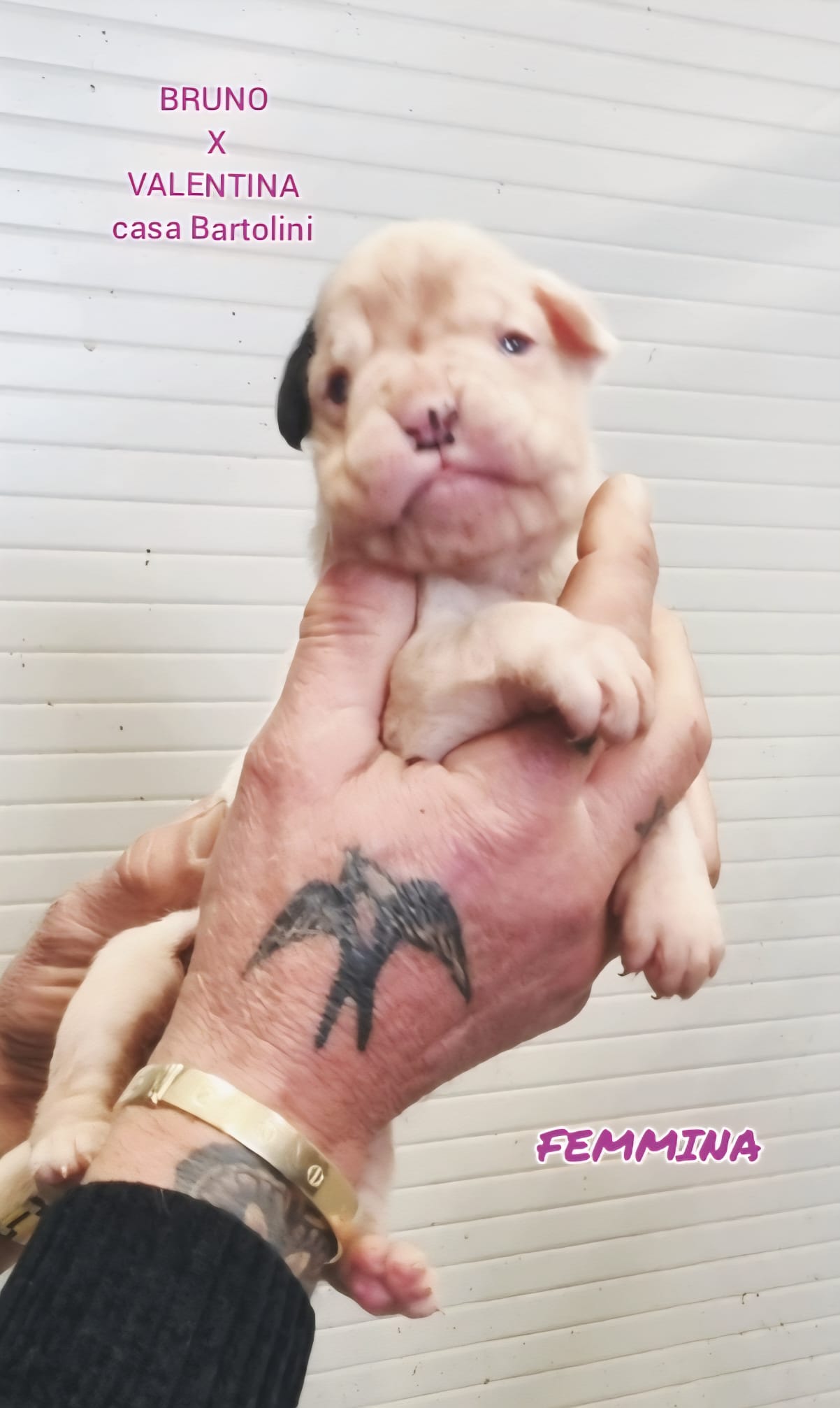 Valentina & Bruno puppies