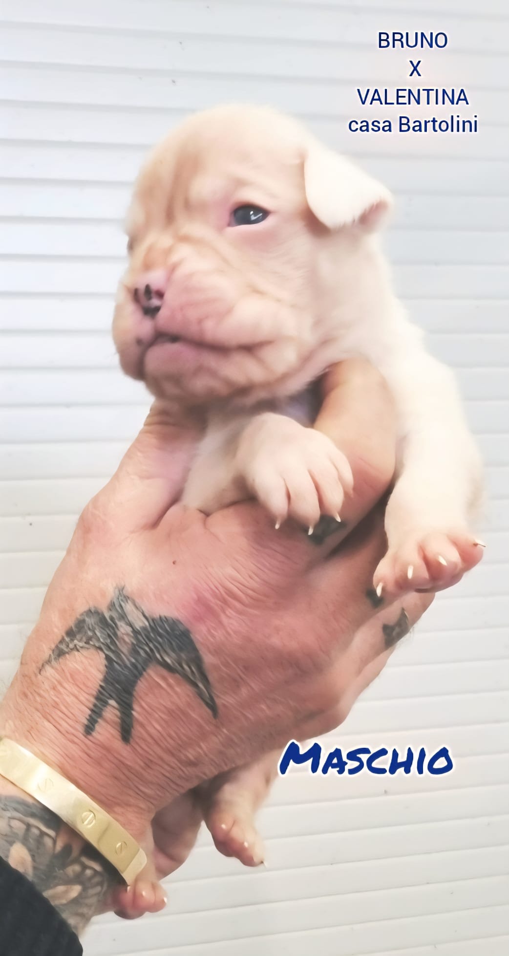 Valentina & Bruno puppies