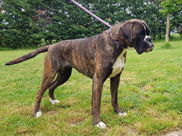 Belen di Casa Bartolini