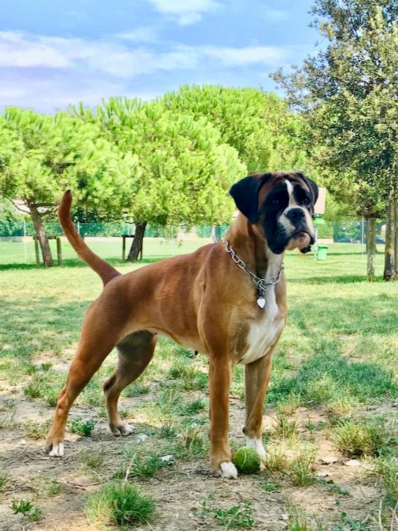Sasha di Casa Bartolini