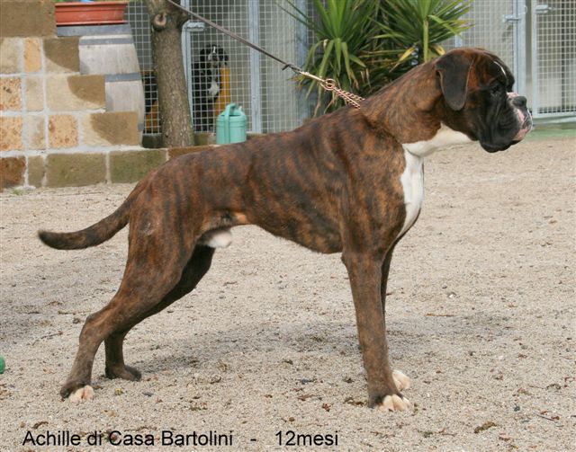 Achille di Casa Bartolini