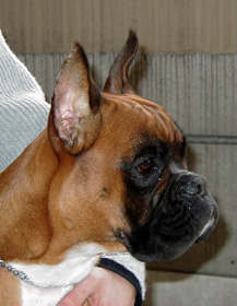 Brenda 1 di Casa Bartolini