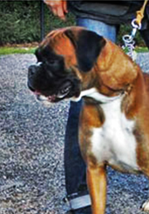 Brenda 2 di Casa Bartolini