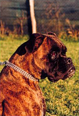 Dark di Casa Bartolini (known as Dori)