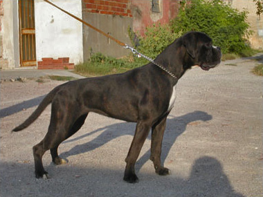 Dora di Casa Bartolini (known as Giulia)
