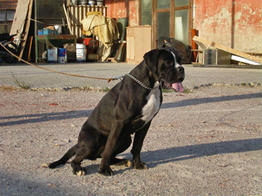 Dora di Casa Bartolini (known as Giulia)