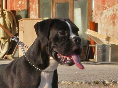 Dora di Casa Bartolini (known as Giulia)