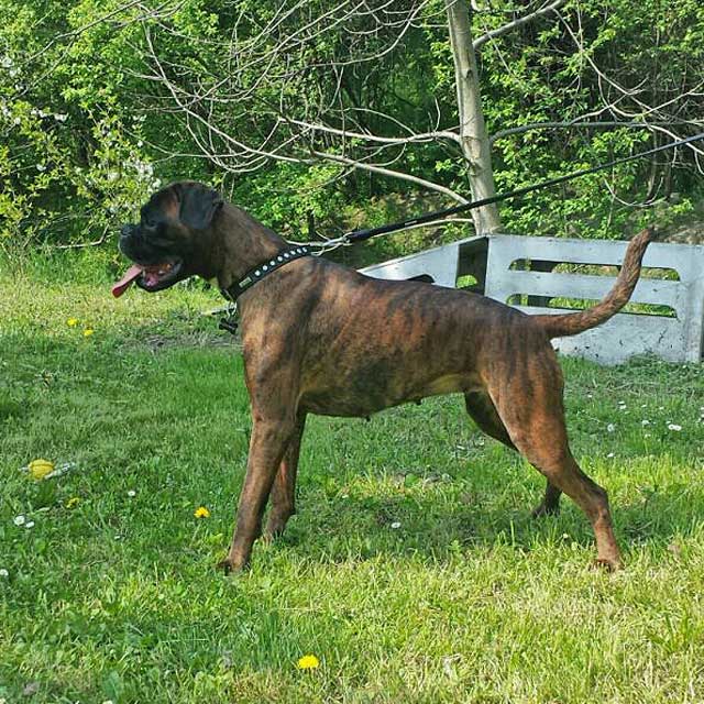 Elsa (detta Chloe) di Casa Bartolini