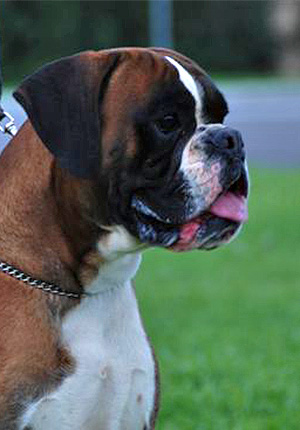 Elvis di Casa Bartolini