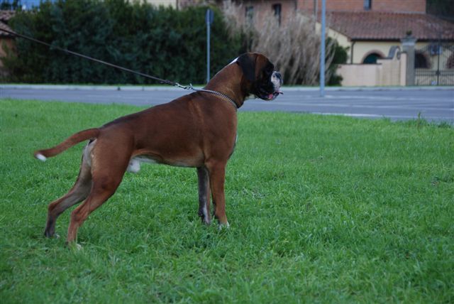 Elvis di Casa Bartolini