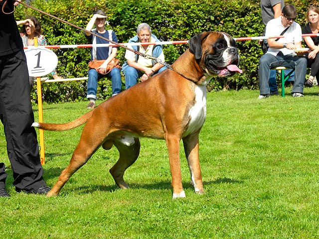 Elvis di Casa Bartolini