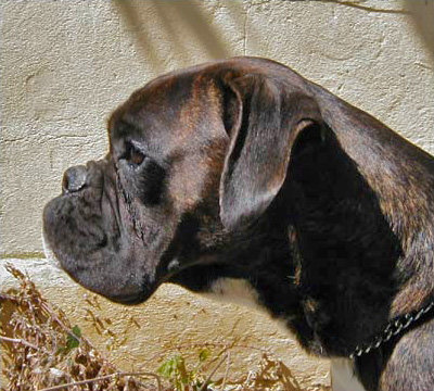 Eva di Casa Bartolini
