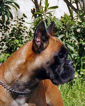 Helena di Casa Bartolini (known as Giulia)