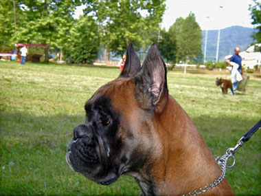 Helena di Casa Bartolini (known as Giulia)