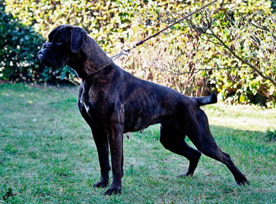 Herika di Casa Bartolini