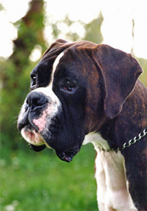 Leonardo di Casa Bartolini (detto Leo)