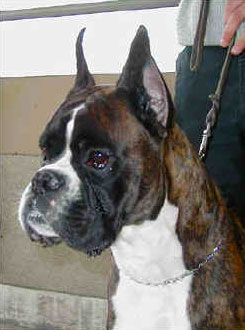 Magnum di Casa Bartolini (known as Zeus)