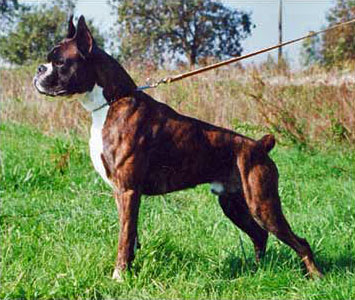 Magnum di Casa Bartolini (known as Zeus)