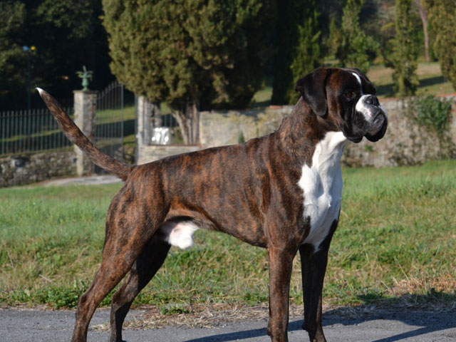 Max di Casa Bartolini