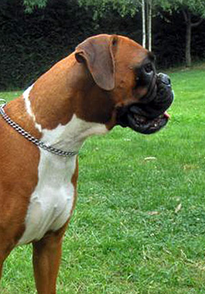 Quintina di Casa Bartolini (detta Queen)