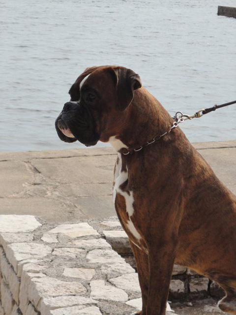 Ronnie di Casa Bartolini (genannt Jethro)