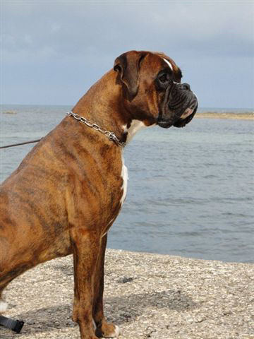 Ronnie di Casa Bartolini (genannt Jethro)