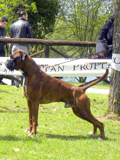 Ronnie di Casa Bartolini (genannt Jethro)