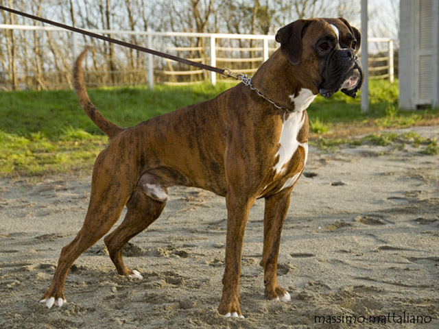 Ronnie di Casa Bartolini (genannt Jethro)