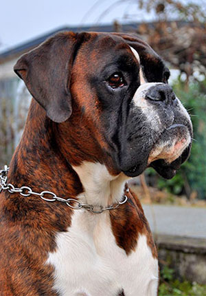 Xander di Casa Bartolini (detto Bullo)
