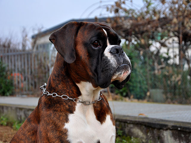 Xander di Casa Bartolini (genannt Bullo)