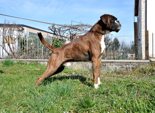Xander di Casa Bartolini (genannt Bullo)