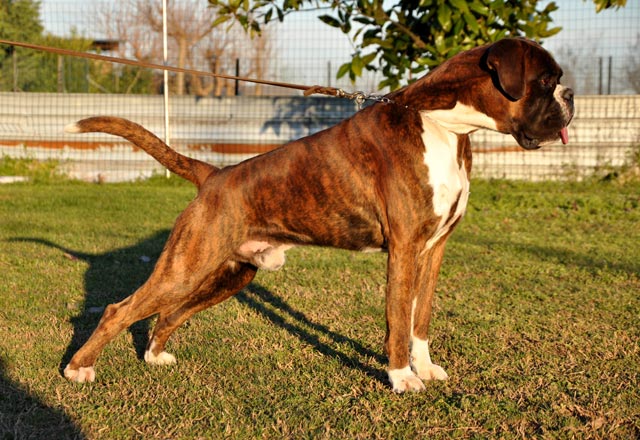 Xander di Casa Bartolini (genannt Bullo)
