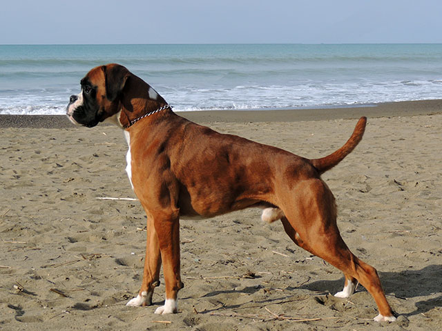 Leone di Casa Bartolini