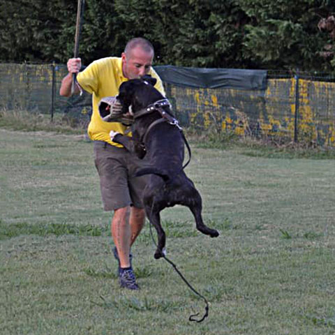 Marlon di Casa Bartolini