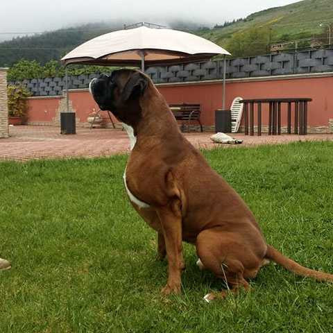 Maverik di Casa Bartolini